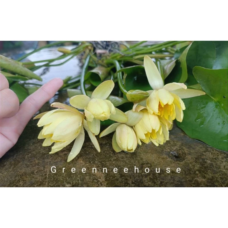 บัวฝรั่งแม็กซีกาน่าแคระ1ชุดมี3ต้น (2ต้นแถม1ต้น)สีเหลืองสวยดอกเล็กน่ารักมาแล้วจ้า ปลูกในที่ขนาดเล็กใหญ่ก็ดี