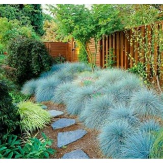 เมล็ดพันธุ์หญ้าประดับสีฟ้า เอไลจา บลู(Elijah Blue Fescue Ornamental Grass Seed)บรรจุ 50 เมล็ด ของแท้ คุณภาพดี นำเข้า