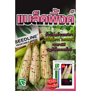 เมล็ดพันธุ์ข้าวโพดข้าวเหนียว แบล็คพิ้งค์ ขนาด 200 กรัม และ 500 กรัมSeedline ข้าวโพดข้าวเหนียวลูกผสม เนื้อเหนียวนุ่ม