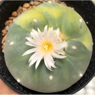 ❤️ ต้นนี้ลายด่างกระจายสวยละมุน เต้านูนหน้าสวยมาก 💕💖🧚🏻‍♀️ 🐷🐽🐷เจ้าเปาด่าง Lophophora Diffusa koike variegata x Fricii