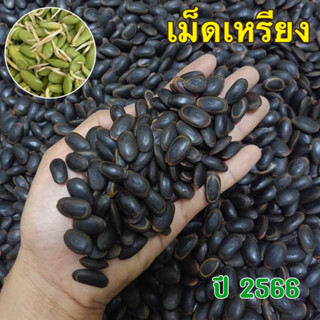 พร้อมส่ง!!! 🔥เม็ดเหรียง 🔥เมล็ดเหรียง 🔥เม็ดหน่อเหรียง 🔥แบบยังไม่เพาะ 🔥ลูกค้าต้องนำไปเพาะเอง🔥