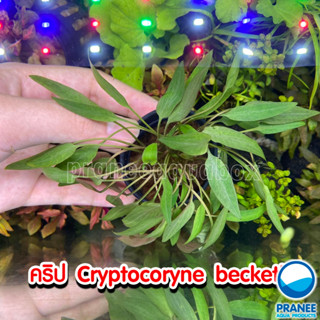 คริป Cryptocoryne  beckettii พร้อมปลูก ต้นไม้น้ำ ไม้น้ำตกแต่งตู้ปลา ต้นไม้น้ำตกแต่ง