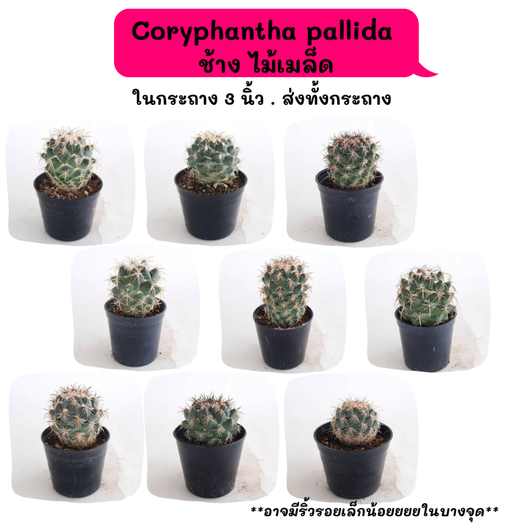 CT002 Coryphantha pallida   ช้าง ไม้เมล็ด cactus กระบองเพชร แคคตัส กุหลาบหิน พืชอวบน้ำ