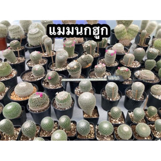 แมมนกฮูก Mammillaria Perbella