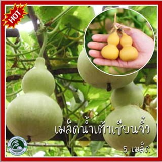 5 เมล็ด น้ำเต้าจิ๋ว เมล็ดน้ำเต้าจิ๋ว น้ำเต้าเซียนจิ๋ว เมล็ดน้ำเต้าเซียนจิ๋ว น้ำเต้า เมล็ดน้ำเต้า น้ำเต้าดูดทรัพย์