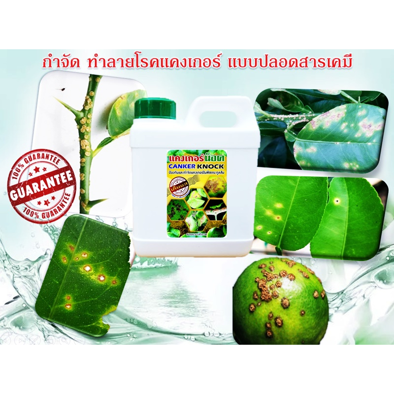 แคงเกอร์ น็อค ชนิดน้ำ กำจัดและทำลายโรคแคงเกอร์ในมะนาว พืชสกุลส้มแบบอินทรีย์ เข้มข้น เห็นผลทันใจ