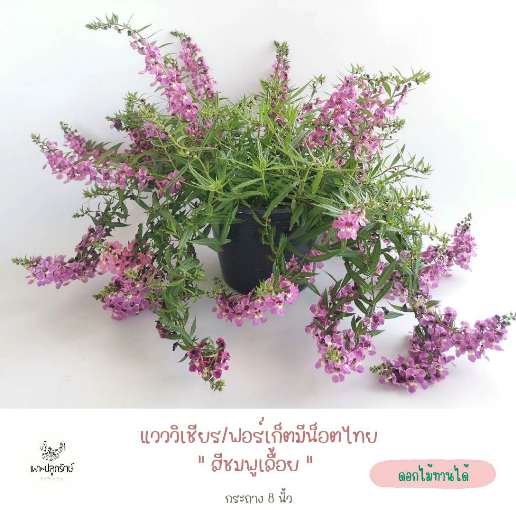 ต้นดอกแวววิเชียร /แองเจโลเนีย /ฟอร์เก็ตมีน็อตไทย (Angelonia)  F13 ดอกดก ดอกนาน ไม้แดด มีหลายสี #ดอกไม้ทานได้ - รูปที่ 7
