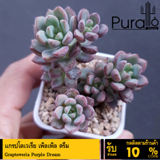 ต้นไม้อวบน้ำ กุหลาบหิน แกรปโตเวเรีย เพิลเพิล ดรีม Graptoveria Purple Dream #succulent #Graptoveria