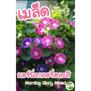 เมล็ดดอกมอร์นิ่งกลอรี่คละสีMorning Glory Mixed 10เมล็ด เมล็ดพันธุ์แท้นำเข้าจากต่างประเทศ