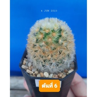 🌵05.06.2023🌼แมมคามิเน่  คามิเน่ลูกผสม คามิเน่เหลือง คามิเน่ลูกผสมบุดดา คามิเน่ขาว  mammillaria camenae