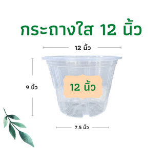 กระถางใส 12 นิ้ว กระถางต้นไม้พลาสติก กระถางส่องราก กระถางต้นไม้ กระถางแคตตัส ราคาส่ง