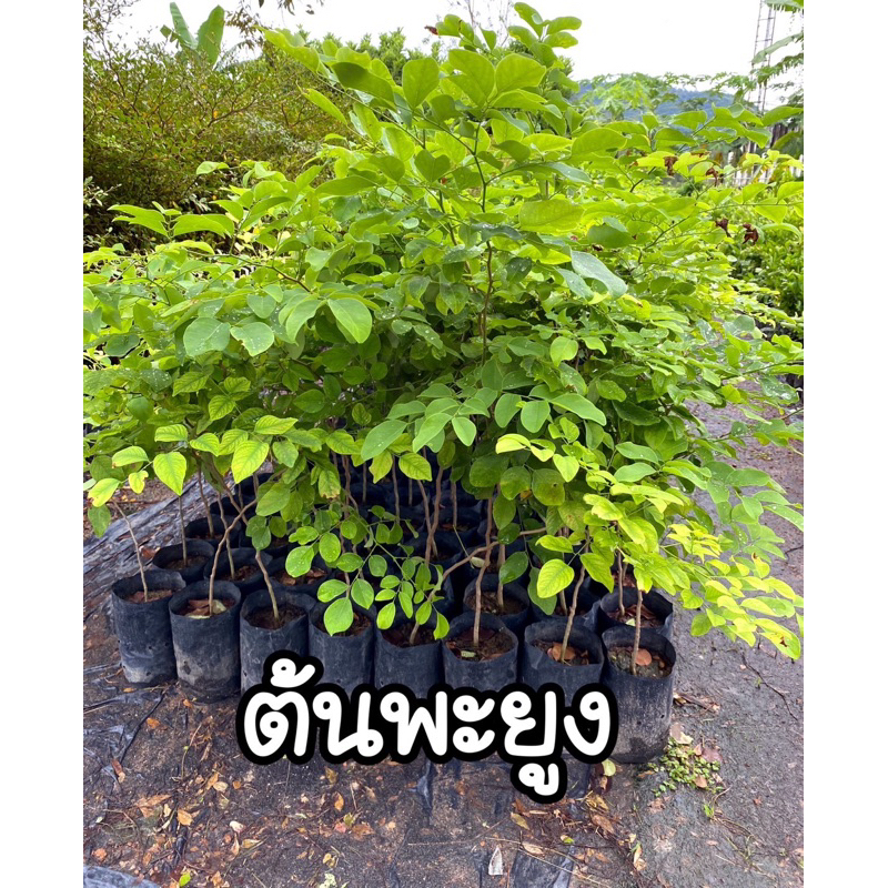 ต้นพะยูง (ต้นพยุงไทย)ไม้ยืนต้น ไม้เศรษฐกิจ สูง70-80ซม.