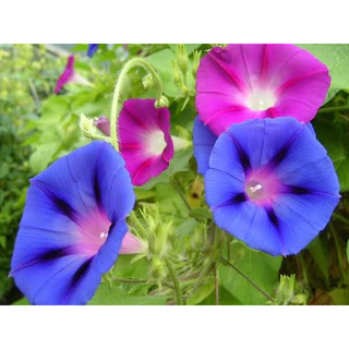 มอนิ่งกลอรี่ 100 เมล็ด คละสีสวย