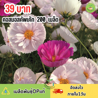 เมล็ดพันธุ์ ดอกคอสมอสคัพเค้กคละสี บรรจุ 200 เมล็ด