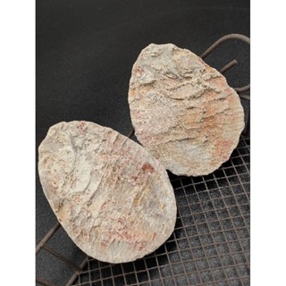 🐟 ฟอสซิลปลา 🌊 บนเเแผ่นหินประกบคู่ ของเเท้ จาก Madagasca( Fish Fossils )