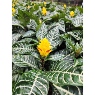 ต้นม้าลายดอกเหลืองกระถาง5นิ้วAphelandra Zebra Plants