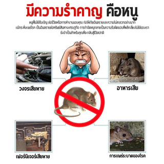 ยาฆ่าหนู 900g ประมาณ 10,000 ดวง เหยือกำจัดหนู สูตรตายแห้ง เหยื่อหนู กำจัดหนู ยากำจัดหนู กําจัดหนูในบ้าน สิบปีโดยไม่มีหนู