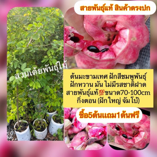 ต้นมะขามเทศพันธุ์สีชมพู❗️ชื้อ5ต้นเเถม1ต้นฟรี❗️🌿ขนาด80-100cmฝักหวาน🌿ไม่มีรสชาติฝาดสายพันธุ์เเท้กิ่งตอน (ฝักใหญ่ จัมโบ้)​