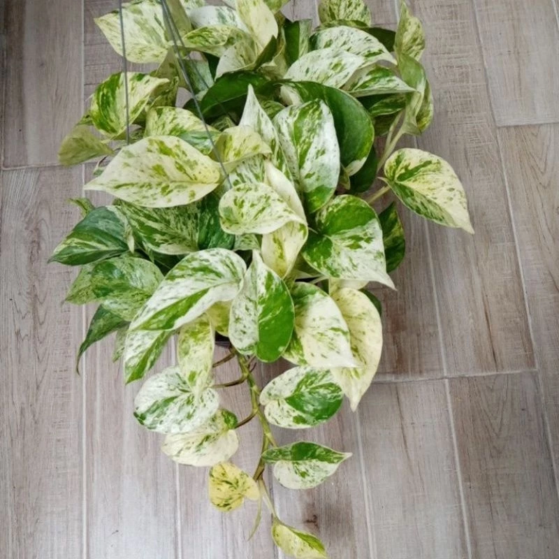 พลูด่าง/พลูด่างราชินีหินอ่อนMarble Queen กระถาง3-8นิ้วและแบบกิ่งตัดสด