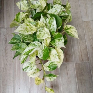 พลูด่าง/พลูด่างราชินีหินอ่อนMarble Queen กระถาง3-8นิ้วและแบบกิ่งตัดสด