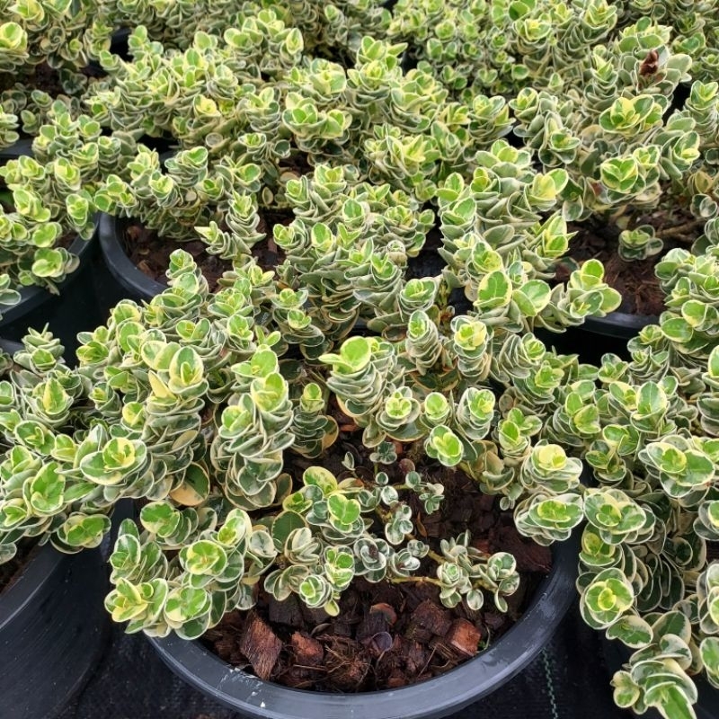 ต้นมหาเฮง ไม้มงคล ดอกหอม - รูปที่ 5