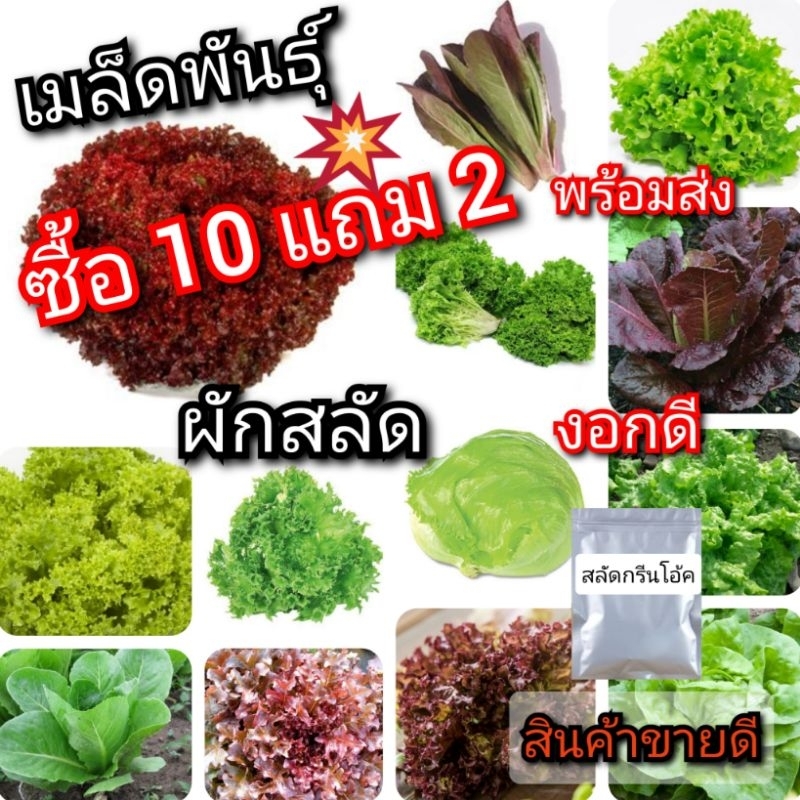 ผักสลัด เมล็ดผักสลัด เมล็ดพันธุ์ผัก สลัด ผักสลัดในกระถางได้ งอกไว งอกดี มีหลายชนิด พร้อมส่ง