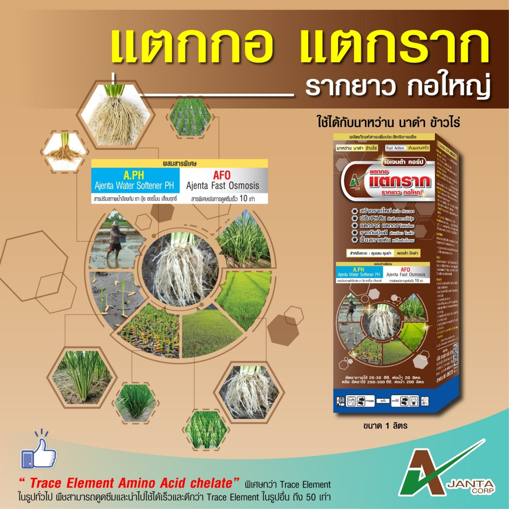 แตกกอ แตกราก เร่งราก ปุ๋ยทางใบข้าว เอเจนต้า คอร์ป รากกินปุ๋ย ปรับ PH ดิน ฟื้นต้น ระยะคุมเลน คุมฆ่า