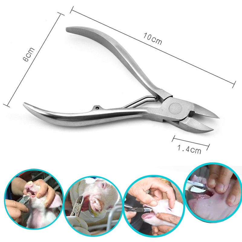 คีมตัดฟันลูกสุกร คีมตัดฟันลูกหมู กรรไกรตัดเขี้ยวหมู สแตนเลส คุณภาพสูง ทนทาน ตัดง่าย ใช้งานสะดวก - รูปที่ 2
