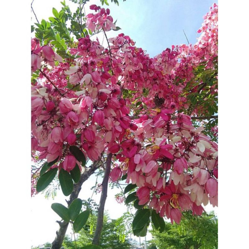 ต้นคูณชมพู/เพาะเมล็ด