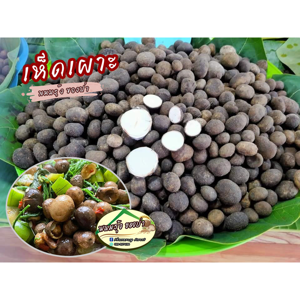 🍄เห็ดเผาะหนัง🍄เห็ดป่าแท้ธรรมชาติ ของดี หาทานยาก เป็นเห็ดหนังกลางฤดูถนอมไว้ต้มสุกแล้ว