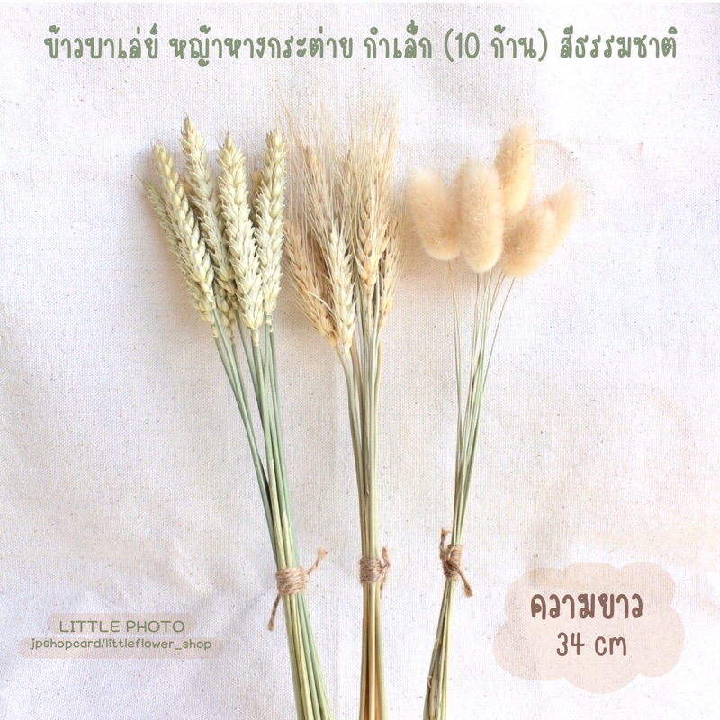 JPCraft🌻-ดอกไม้แห้ง ข้าวบาเล่ย์ หญ้าหางกระต่าย กำเล็ก 10 ก้าน (ยาว34)(F9)