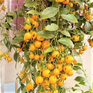 มะนาวเถาว์ Lemon vine ไม้เลื้อยทำซุ้มดอกสวย กินผลได้ตระกูลเบอรี่