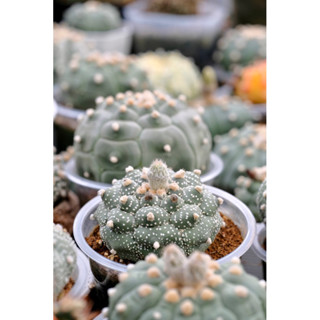 Astrophytum Fukuryo Kikko แอสโตรไฟตัม แคคตัส พูแทรก เต่า ปลาดาว ไม้เพาะเมล็ด