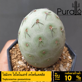 ต้นกระบองเพชร ไข่มังกร ไข่ไดโนเสาร์ เทโพร์แคคตัส Tephrocactus geometricus #cactus #Tephrocactus