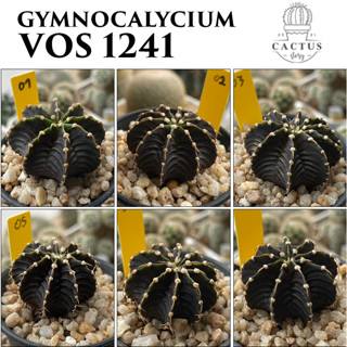 ยิมโน VOS1241 Gymnocalycium (อัพเดท 07/07/2566