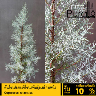 ต้นสนบลูไอซ์ (Blueice Cypress) กระถาง11นิ้ว ต้นไซเปรสหรือต้นไซเปรสสีน้ำเงิน ไม้นำเข้าจากยุโรป #สนบลูไอซ์ #สนนำเข้า