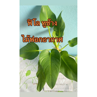 ฟิโลเดนดรอน หูช้าง จากแม่ด่าง : philodendron giganteum