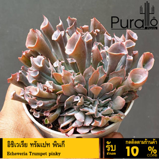 ต้นไม้อวบน้ำ กุหลาบหิน อิชิเวเรีย ทรัมเปท พินกี้ Echeveria Trumpet pinky #succulent #สีชมพู #อิชิเวเรีย