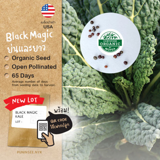 เมล็ดเคลนำเข้า ไดโนเคล Lacinato Dinosaur Kale (Organic Seed) Superfood เคลไดโนเสาร์ ผักเคล Tuscan