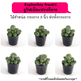 ET029 Euphorbia frankii ยูโฟเบียแฟรงกิอาย  ไม้ชำหน่อ Cactus กระบองเพชร พืชอวบน้ำ พืชทะเลทราย ตะบองเพชร