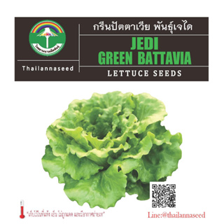 เมล็ดพันธุ์ผักสลัด กรีนปัตตาเวีย พันธุ์เจได ขนาด 0.5 กรัม