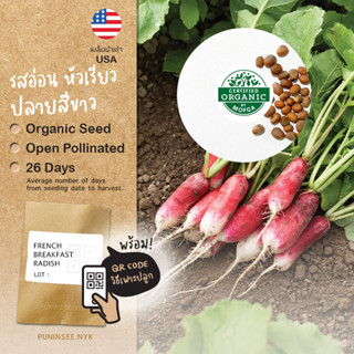 เมล็ดผักนำเข้า แรดิชฝรั่งเศส French Breakfast Radish (Organic Seed) หัวไชเท้าฝรั่ง ทรงเรียวยาว ปลายสีขาว