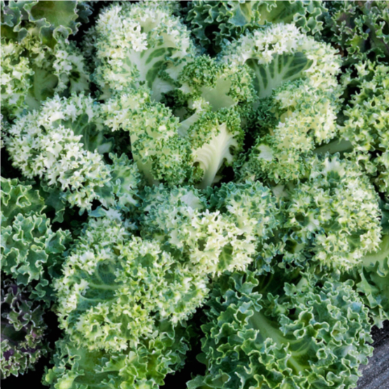 เคลโยโกฮาม่า เขียวด่าง🎯ถูกที่สุด10บ.🎯เมล็ดพันธุ์เคลโยโกฮาม่า เขียวด่าง 3-15 เมล็ด✅ปลูกง่าย☘️ใบดก☘️สีด่างสวย☘️ทานอร่อย