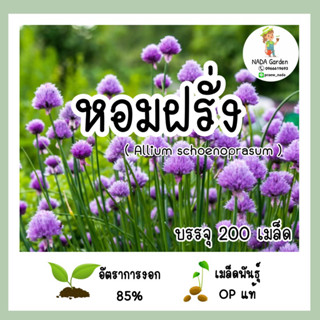 เมล็ดพันธุ์หอมฝรั่ง (Allium schoenoprasum) บรรจุ 200 เมล็ด สายพันธุ์ OP แท้