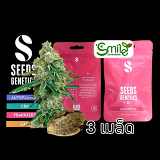 เมล็ดกัญชา Seeds Genetics.Co - Jack Herer (Fem)