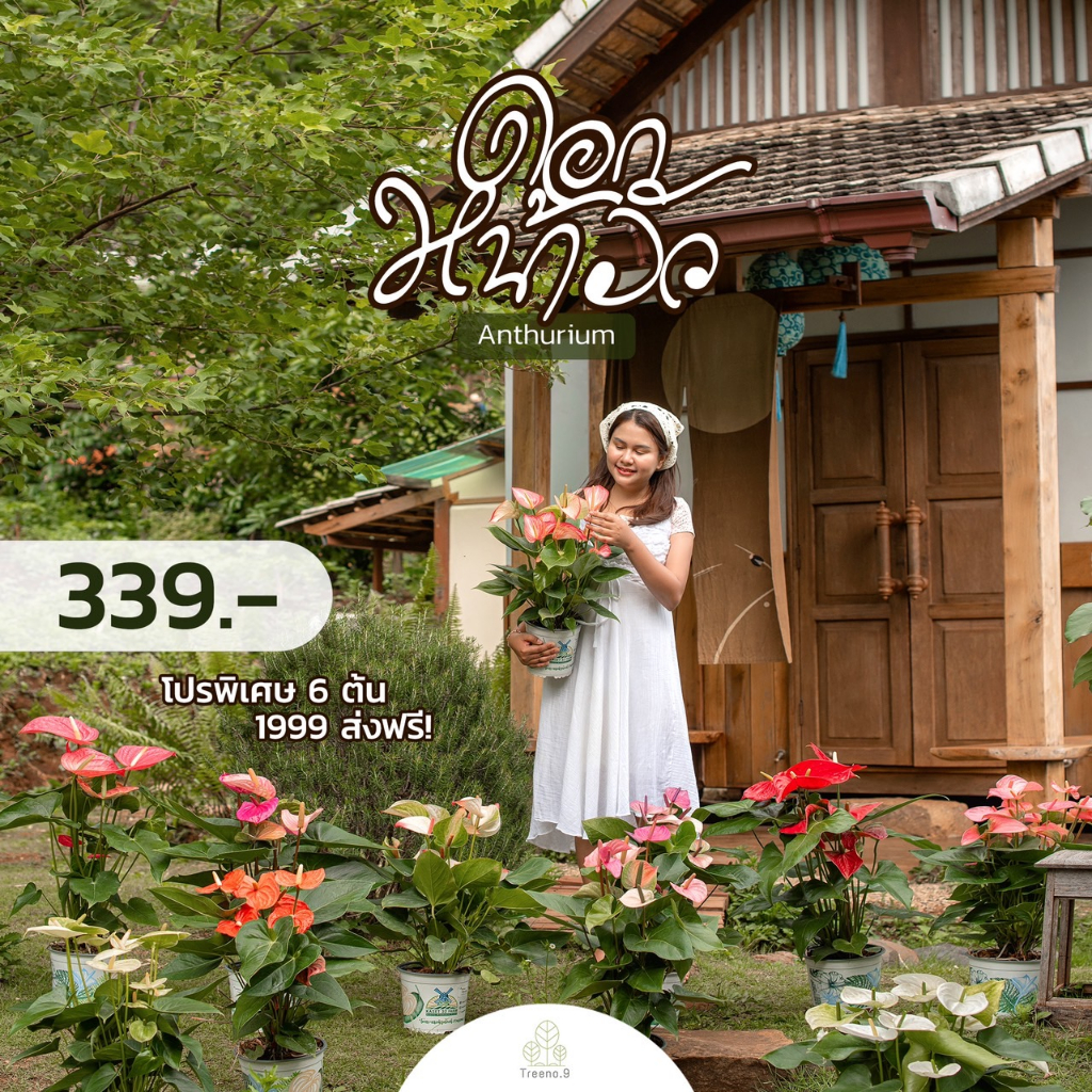 Treeno.9 T43 ดอกหน้าวัว (Anthurium) หลากสีให้เลือก/ กระถาง 8 นิ้ว / สูง 30-50 cm ไม้มงคล ไม้ฟอกอากาศ (ต้นไม้)