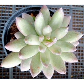 Echeveria solomon กุหลาบหิน