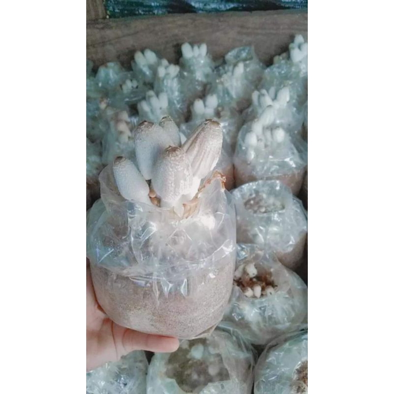 เห็ดโคนน้อย ชุด 15 ก้อน ราคา 150 บาท พร้อมคู่มือการเลี้ยงดู