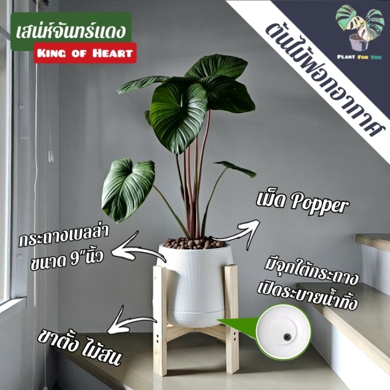 ❤️ต้นว่านเสน่ห์จันทร์แดง King of Hearts 60-70 Cm. พร้อมกระถาง+จานรอง+เม็ดPopper+ขาตั้ง (ต้นไม้ฟอกอากาศ)