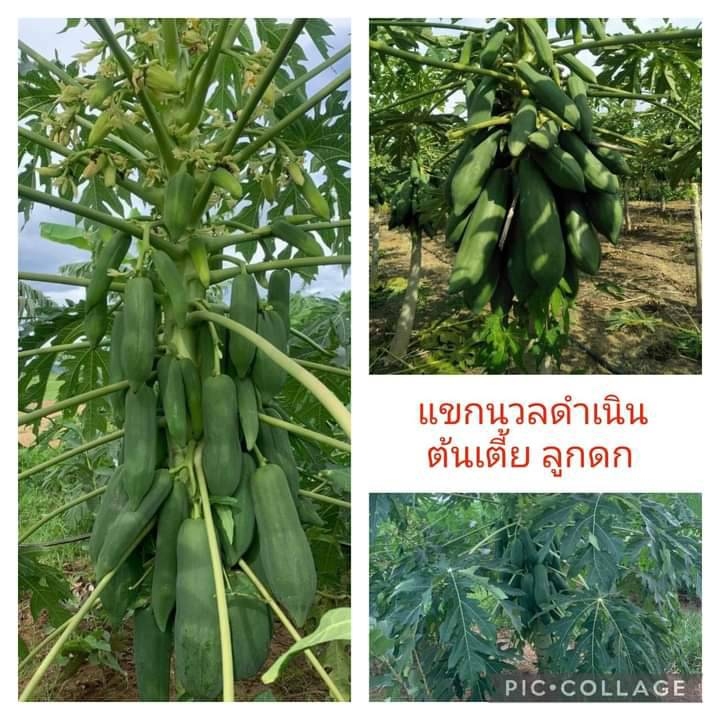 (ซื้อ 3 แถม1)เมล็ดพันธ์ุมะละกอแขกนวลดำเนิน ต้นเตี้ย ลูกดก ผลดิบเนื้อ กรอบ ตำส้มตำอร่อย ผลสุกหวาน จำนวน 70 เม็ด/ซอง
